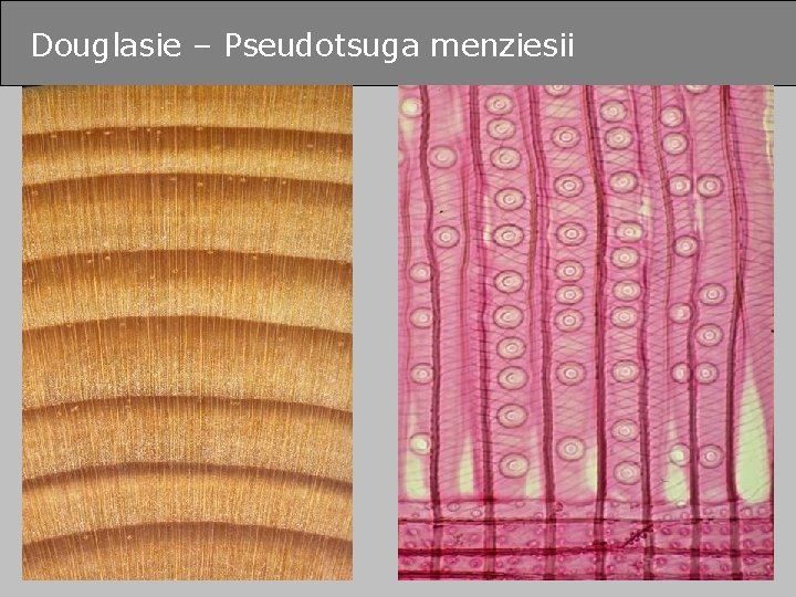 Douglasie – Pseudotsuga menziesii Mammendorf, 15. Juni 2005 © FH-Prof. Dr. Bernhard Zimmer 