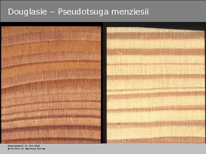 Douglasie – Pseudotsuga menziesii Mammendorf, 15. Juni 2005 © FH-Prof. Dr. Bernhard Zimmer 