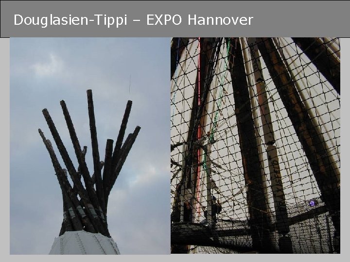 Douglasien-Tippi – EXPO Hannover Mammendorf, 15. Juni 2005 © FH-Prof. Dr. Bernhard Zimmer 