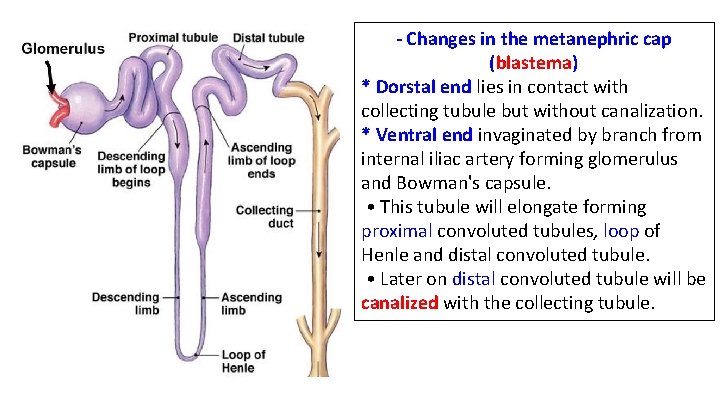 - Changes in the metanephric cap (blastema) * Dorstal end lies in contact with