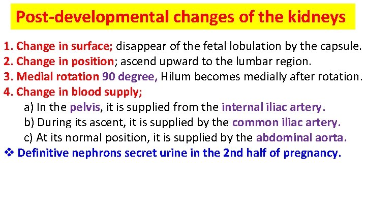 Post-developmental changes of the kidneys 1. Change in surface; disappear of the fetal lobulation