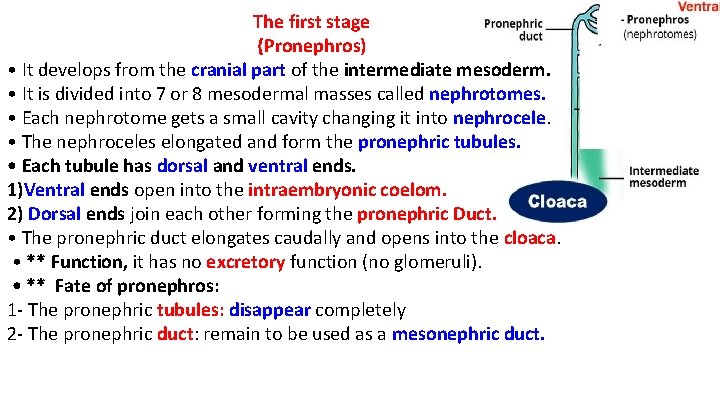 The first stage {Pronephros) • It develops from the cranial part of the intermediate
