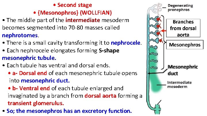  • Second stage • {Mesonophros} (WOLLFIAN) • The middle part of the intermediate
