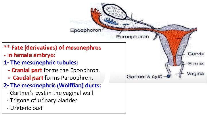 ** Fate (derivatives) of mesonephros - In female embryo: 1 - The mesonephric tubules: