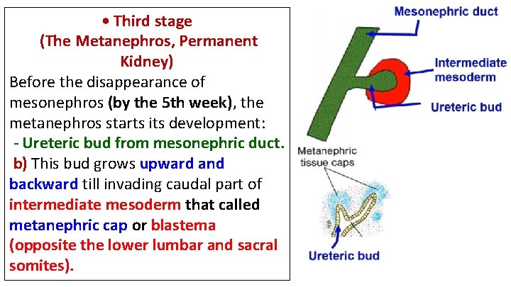  • Third stage (The Metanephros, Permanent Kidney) Before the disappearance of mesonephros (by
