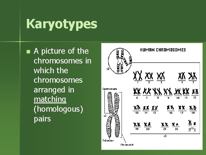 Karyotypes n A picture of the chromosomes in which the chromosomes arranged in matching