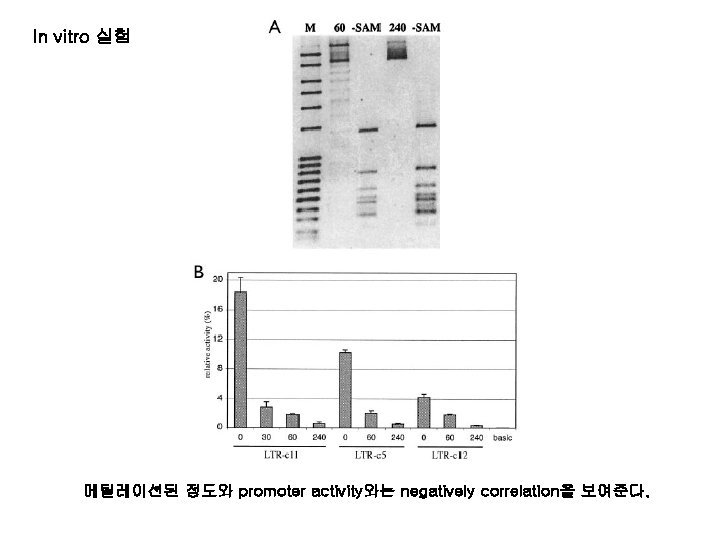In vitro 실험 메틸레이션된 정도와 promoter activity와는 negatively correlation을 보여준다. 