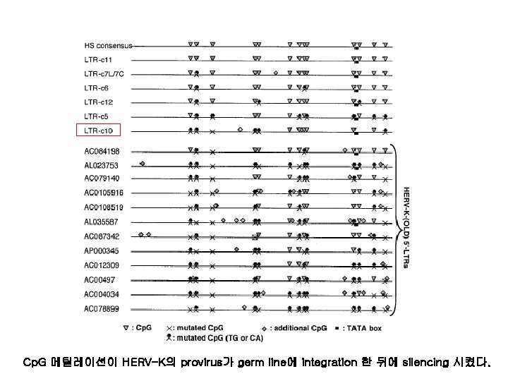 Cp. G 메틸레이션이 HERV-K의 provirus가 germ line에 integration 한 뒤에 silencing 시켰다. 