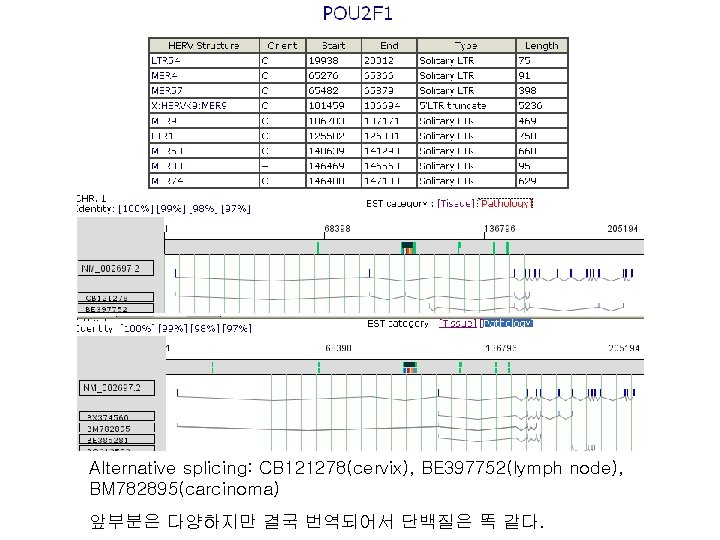 Alternative splicing: CB 121278(cervix), BE 397752(lymph node), BM 782895(carcinoma) 앞부분은 다양하지만 결국 번역되어서 단백질은