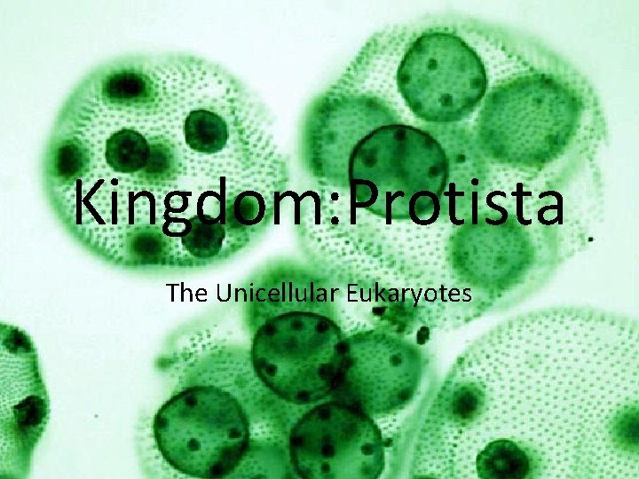 Kingdom: Protista The Unicellular Eukaryotes 