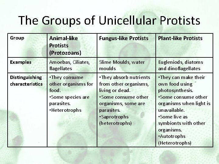 The Groups of Unicellular Protists Group Animal-like Protists (Protozoans) Fungus-like Protists Plant-like Protists Examples