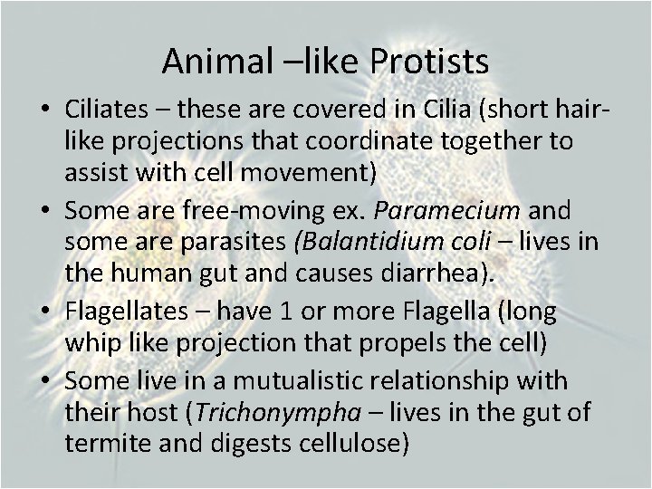 Animal –like Protists • Ciliates – these are covered in Cilia (short hairlike projections