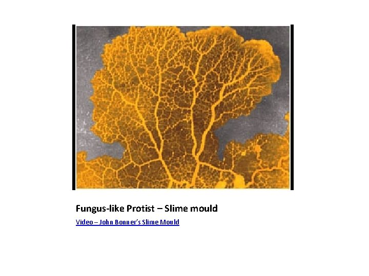Fungus-like Protist – Slime mould Video – John Bonner’s Slime Mould 