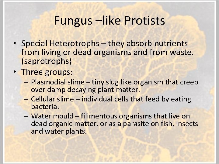 Fungus –like Protists • Special Heterotrophs – they absorb nutrients from living or dead