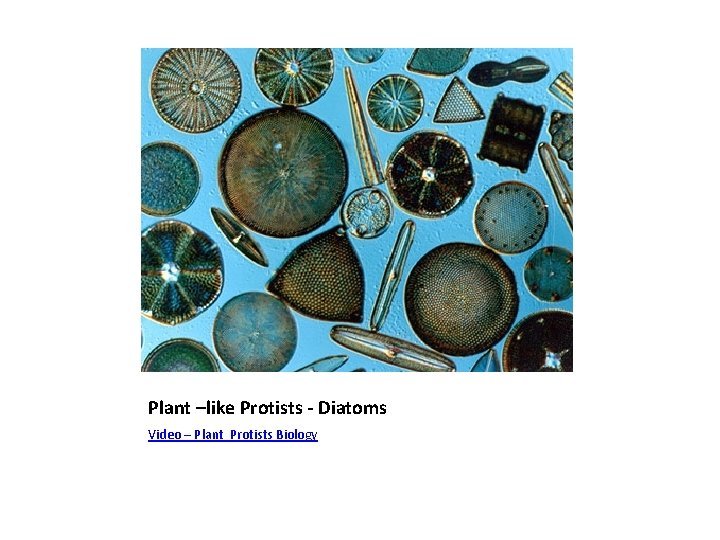 Plant –like Protists - Diatoms Video – Plant Protists Biology 