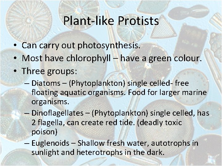 Plant-like Protists • Can carry out photosynthesis. • Most have chlorophyll – have a