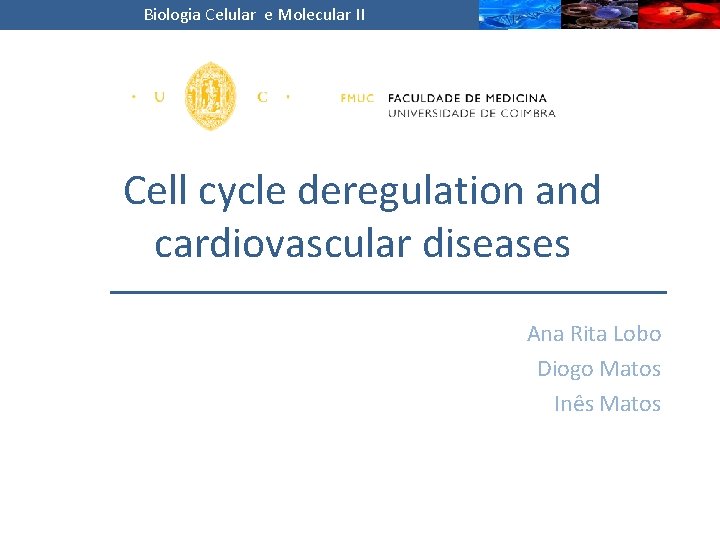 Biologia Celular e Molecular II Cell cycle deregulation and cardiovascular diseases Ana Rita Lobo
