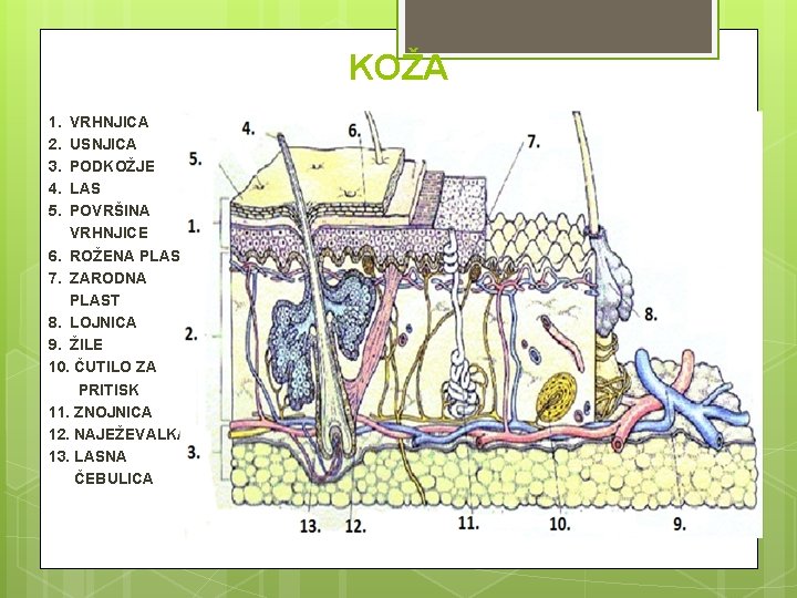 KOŽA 1. 2. 3. 4. 5. VRHNJICA USNJICA PODKOŽJE LAS POVRŠINA VRHNJICE 6. ROŽENA