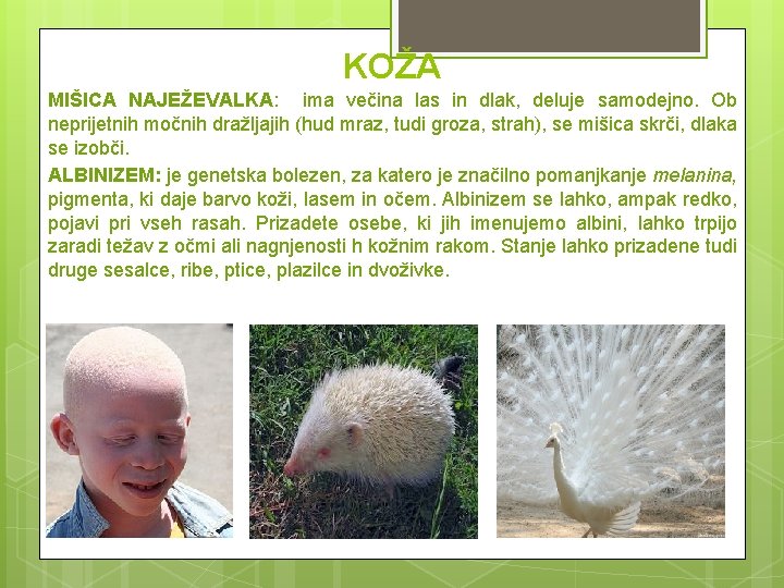 KOŽA MIŠICA NAJEŽEVALKA: ima večina las in dlak, deluje samodejno. Ob neprijetnih močnih dražljajih