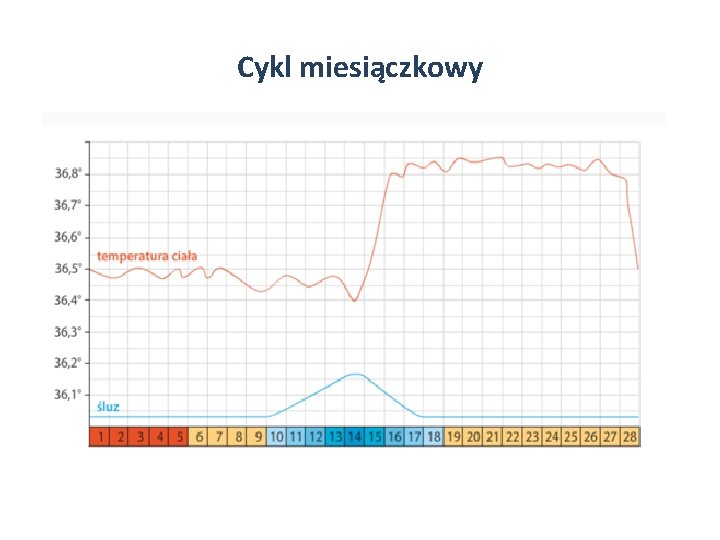 Cykl miesiączkowy 