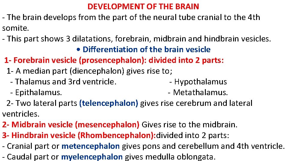 DEVELOPMENT OF THE BRAIN - The brain develops from the part of the neural