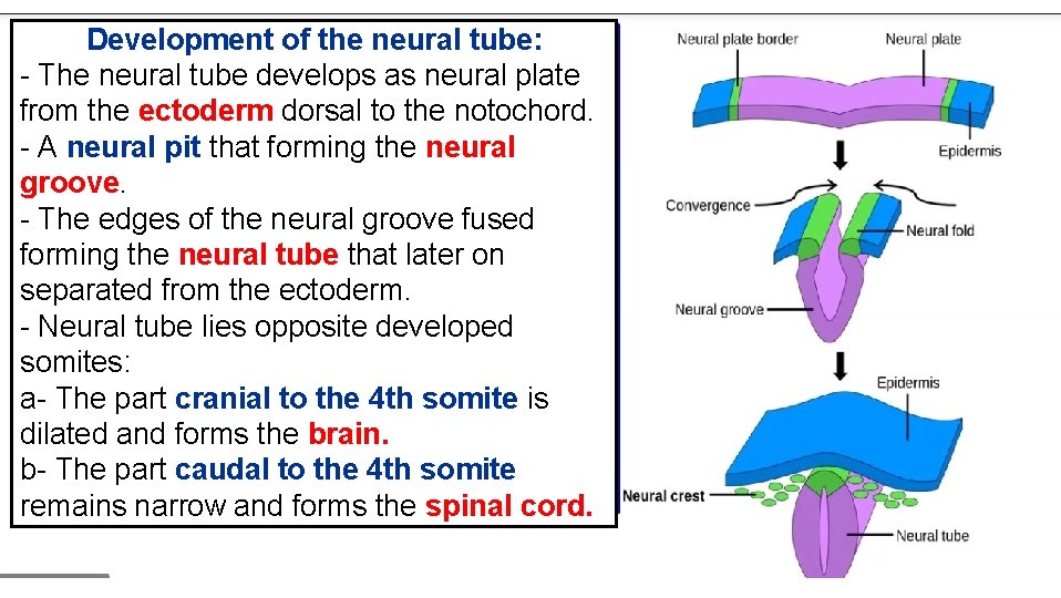 Development of the neural tube: - The neural tube develops as neural plate from