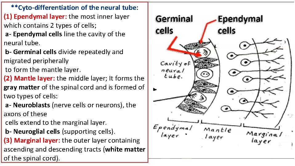 **Cyto-differentiation of the neural tube: (1) Ependymal layer: the most inner layer which contains