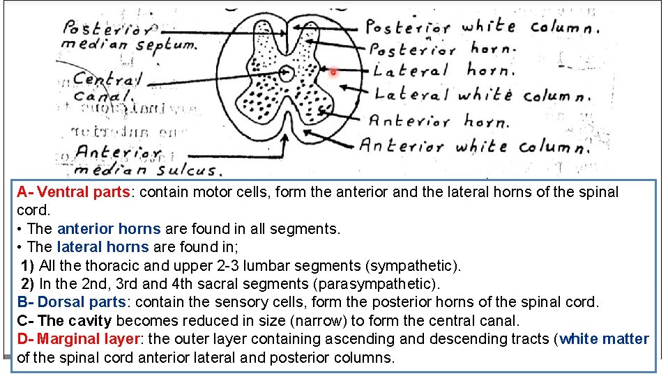 A- Ventral parts: contain motor cells, form the anterior and the lateral horns of