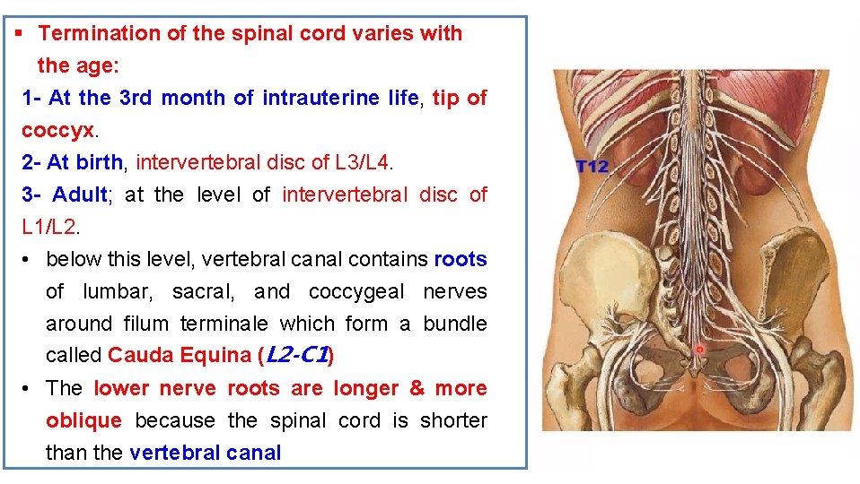 § Termination of the spinal cord varies with the age: 1 - At the