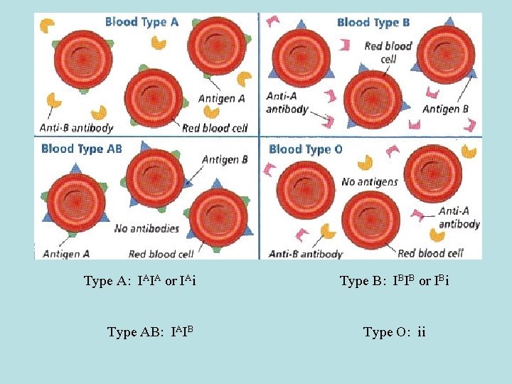 Type A: IAIA or IAi Type AB: IAIB Type B: IBIB or IBi Type