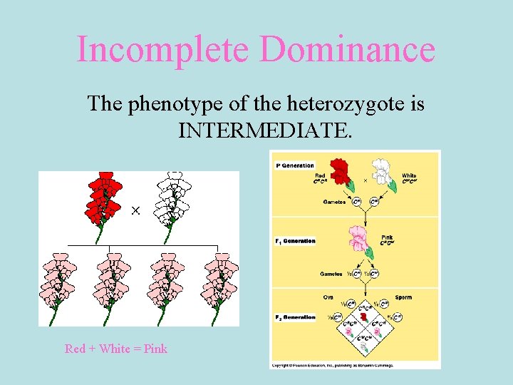 Incomplete Dominance The phenotype of the heterozygote is INTERMEDIATE. Red + White = Pink