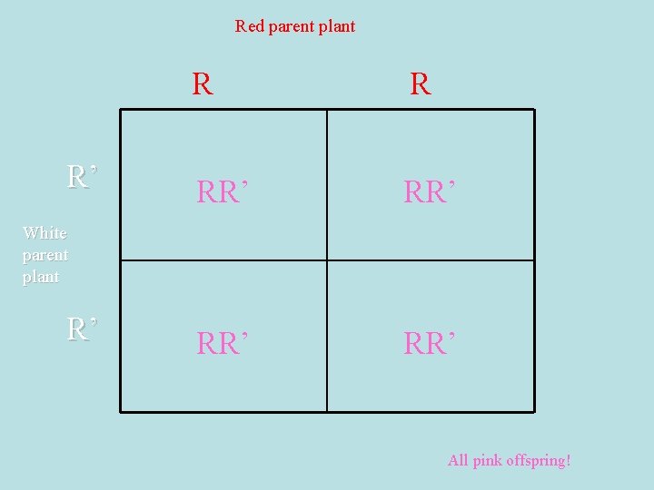 Red parent plant R’ R R RR’ RR’ White parent plant R’ All pink