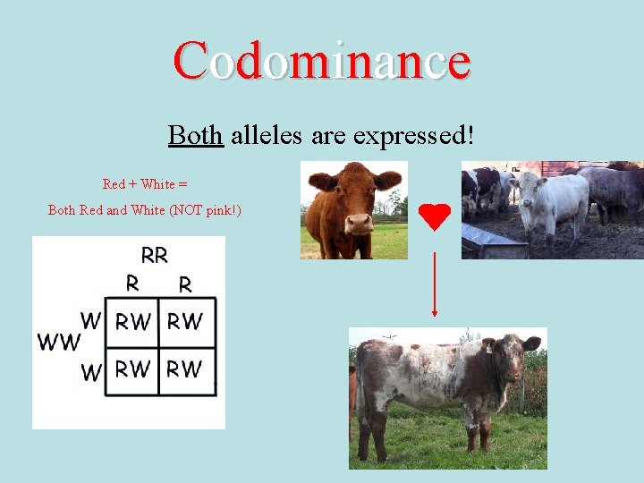 Codominance Both alleles are expressed! Red + White = Both Red and White (NOT