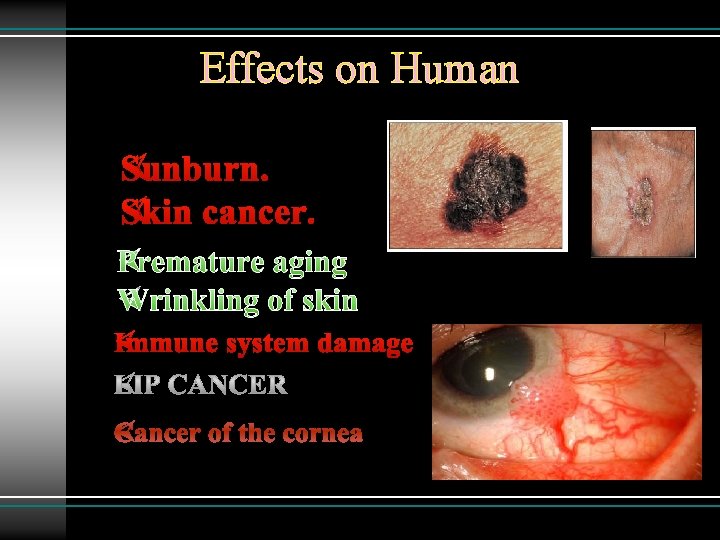 Effects on Human ØSunburn. ØSkin cancer. ØPremature aging ØWrinkling of skin ØImmune system damage