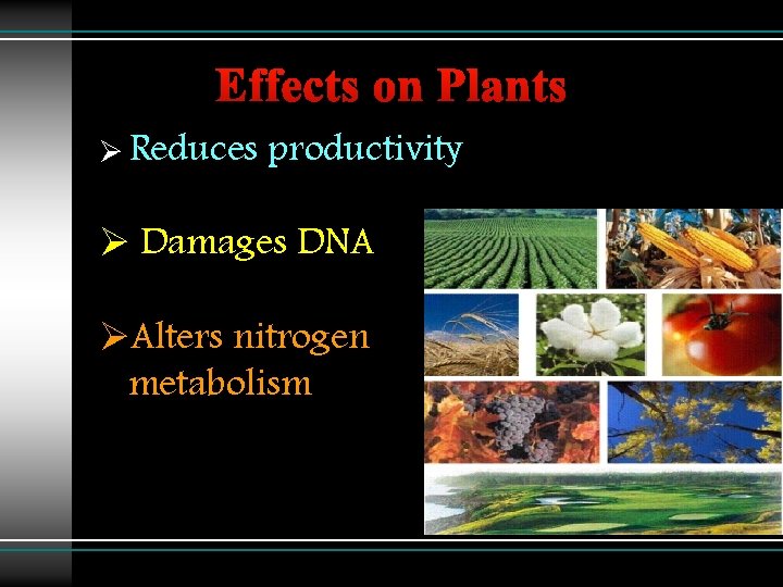 Effects on Plants Ø Reduces productivity Ø Damages DNA ØAlters nitrogen metabolism 