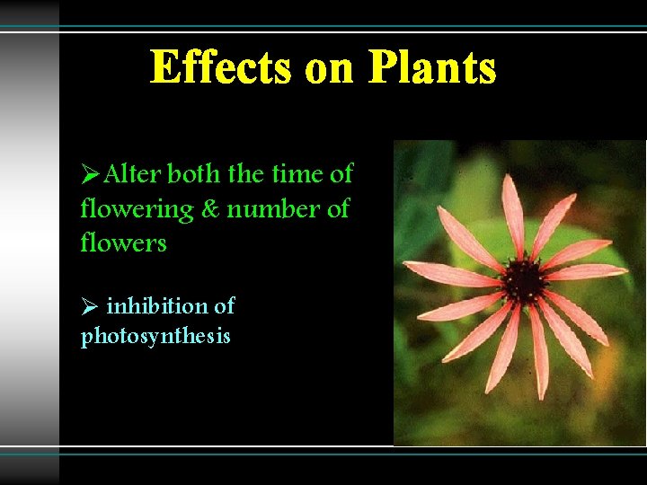 Effects on Plants ØAlter both the time of flowering & number of flowers Ø