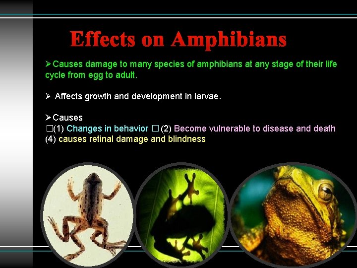 Effects on Amphibians ØCauses damage to many species of amphibians at any stage of