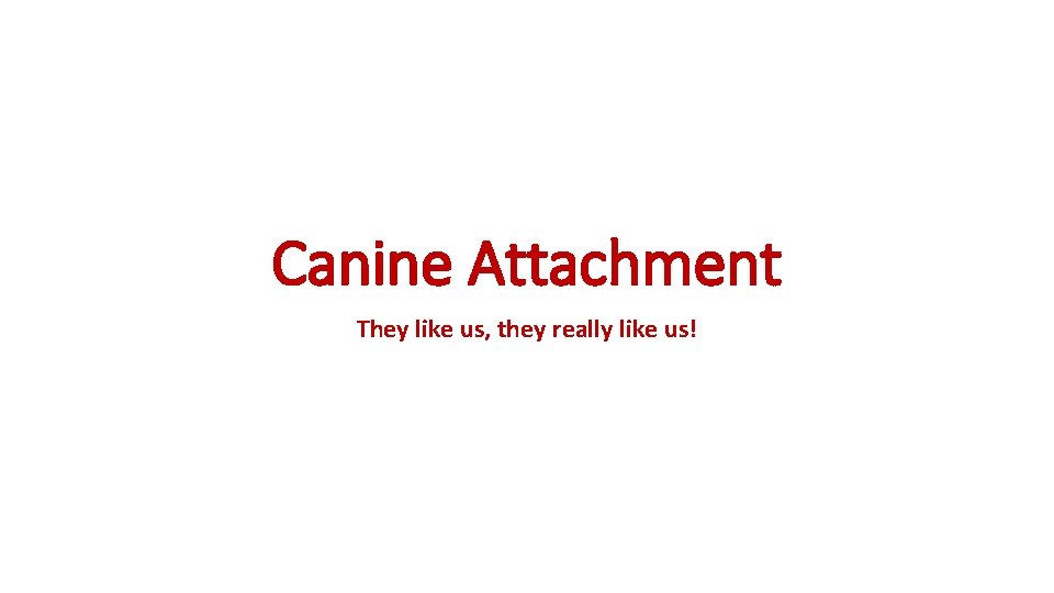 Canine Attachment They like us, they really like us! Canine Attachment They like us, they really like us!