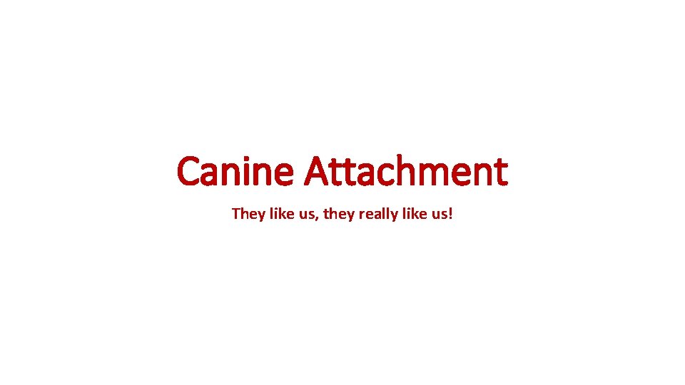 Canine Attachment They like us, they really like us! 