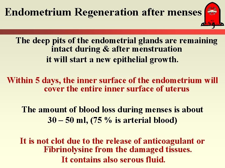 Endometrium Regeneration after menses The deep pits of the endometrial glands are remaining intact