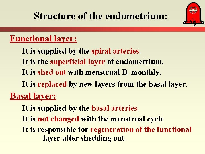 Structure of the endometrium: Functional layer: It is supplied by the spiral arteries. It