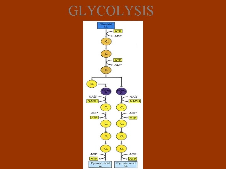 GLYCOLYSIS 