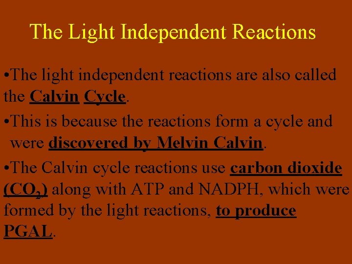 The Light Independent Reactions • The light independent reactions are also called the Calvin