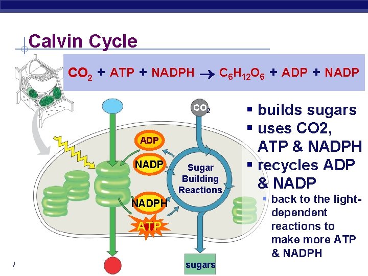 Calvin Cycle CO 2 + ATP + NADPH C 6 H 12 O 6