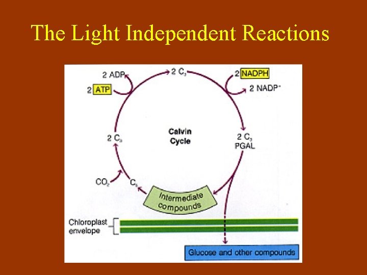 The Light Independent Reactions 