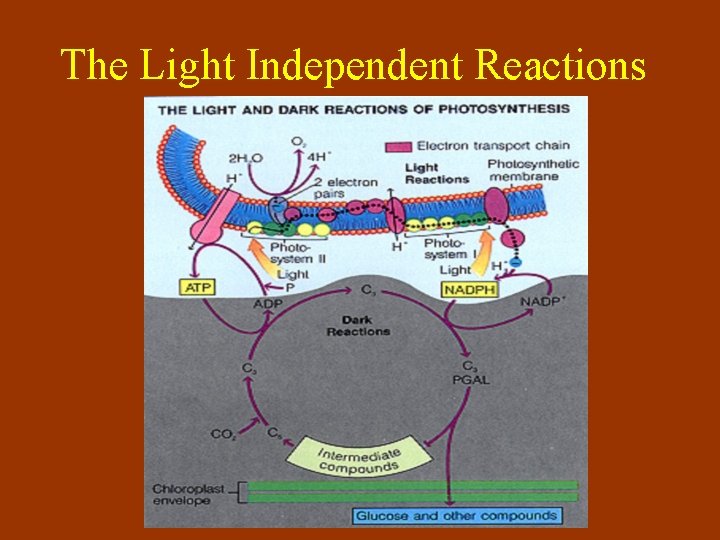 The Light Independent Reactions 