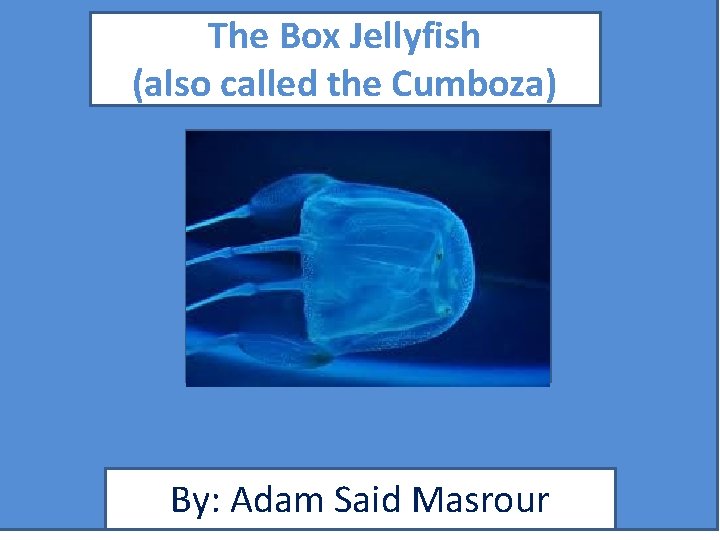 The Box Jellyfish (also called the Cumboza) Bbbbbbb mmmm By: Adam Said Masrour 