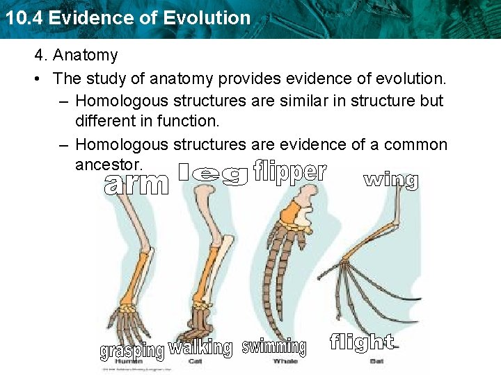 10. 4 Evidence of Evolution 4. Anatomy • The study of anatomy provides evidence