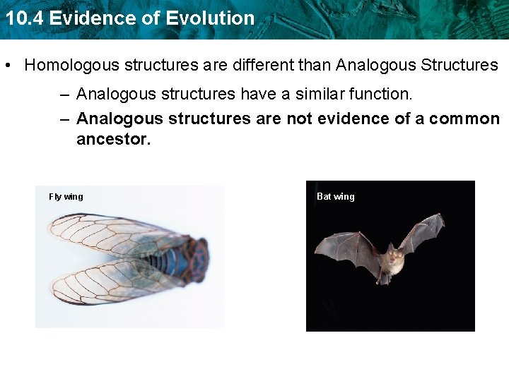 10. 4 Evidence of Evolution • Homologous structures are different than Analogous Structures –