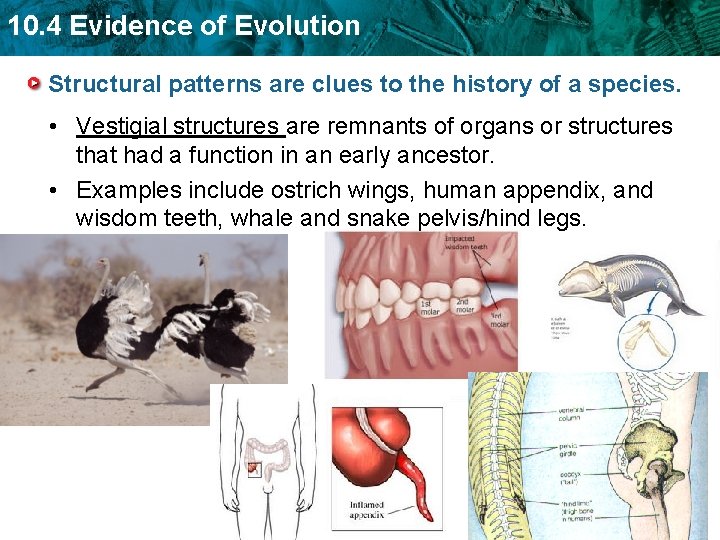 10. 4 Evidence of Evolution Structural patterns are clues to the history of a
